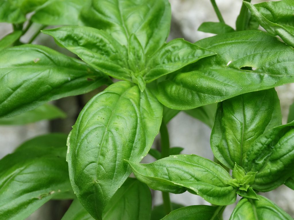 Basil, ‘Genovese’ Sweet Basil – That Herb Guy